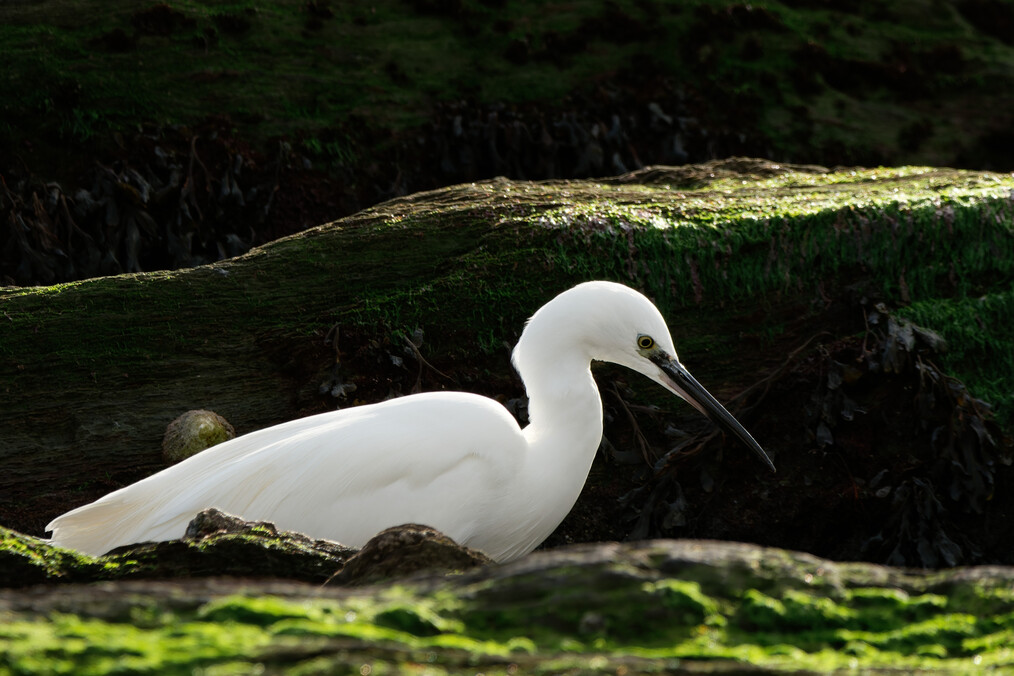 Little Egret